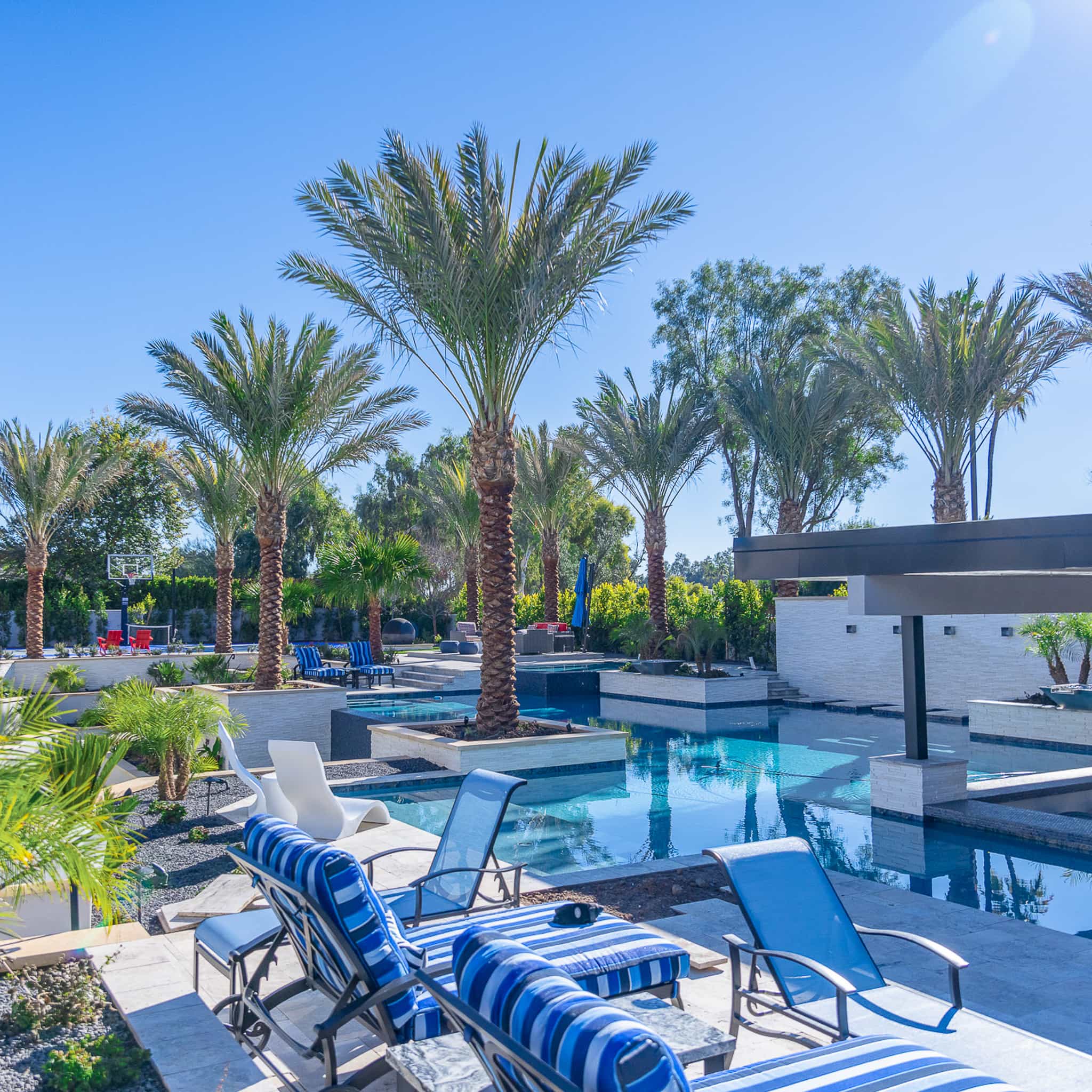 Luxurious date palm backyard