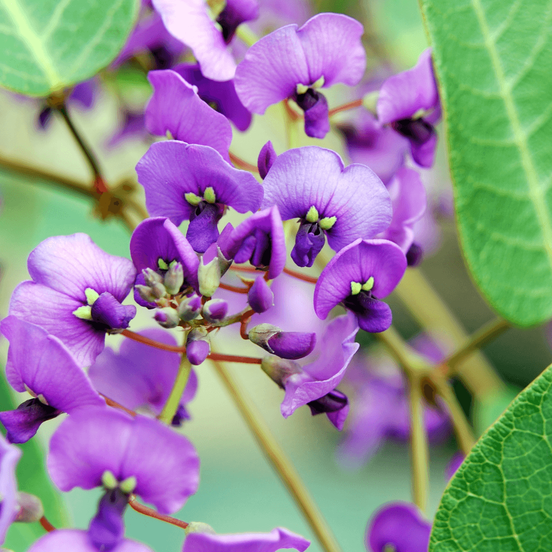Hardenbergia Blooms