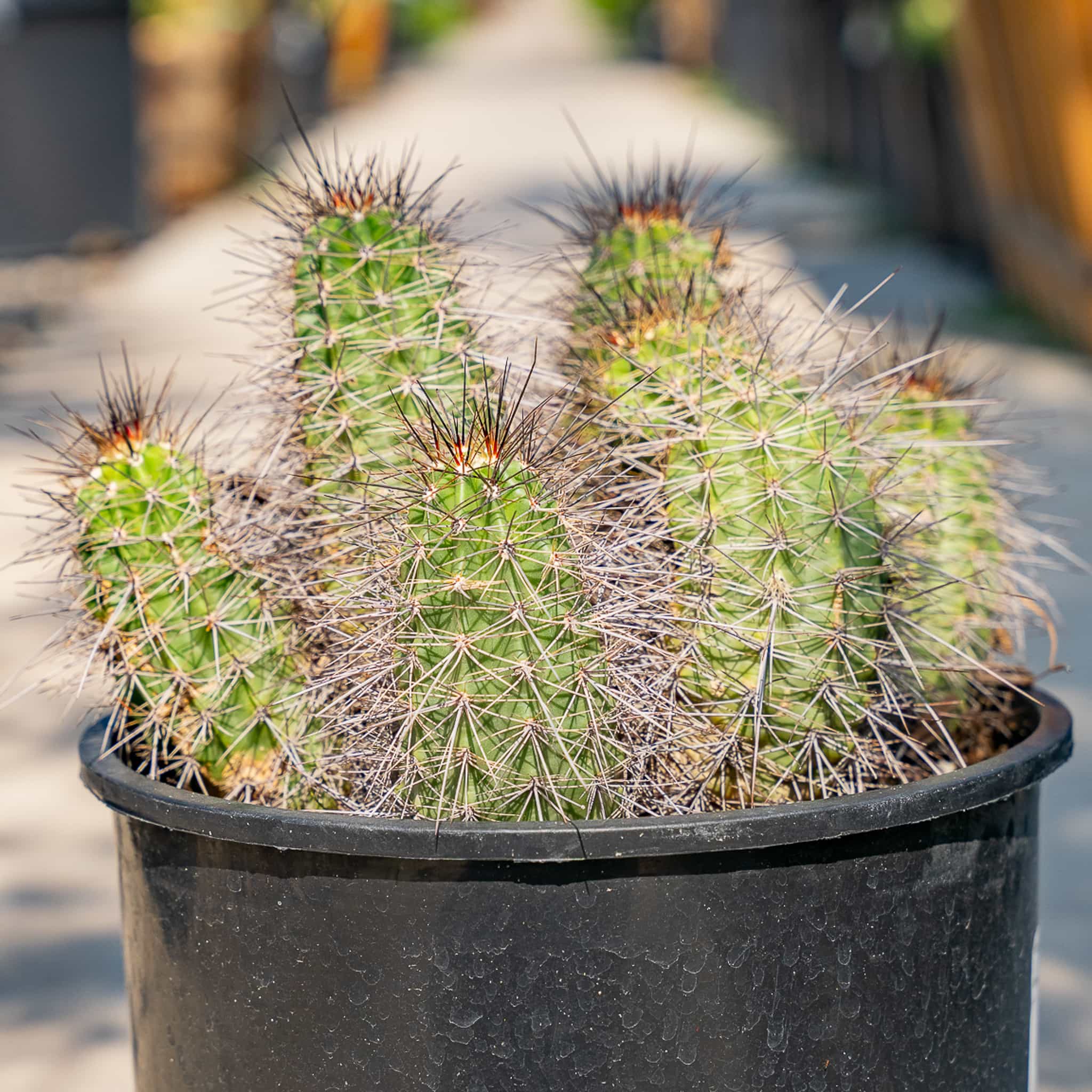 Hedgehog Cactus
