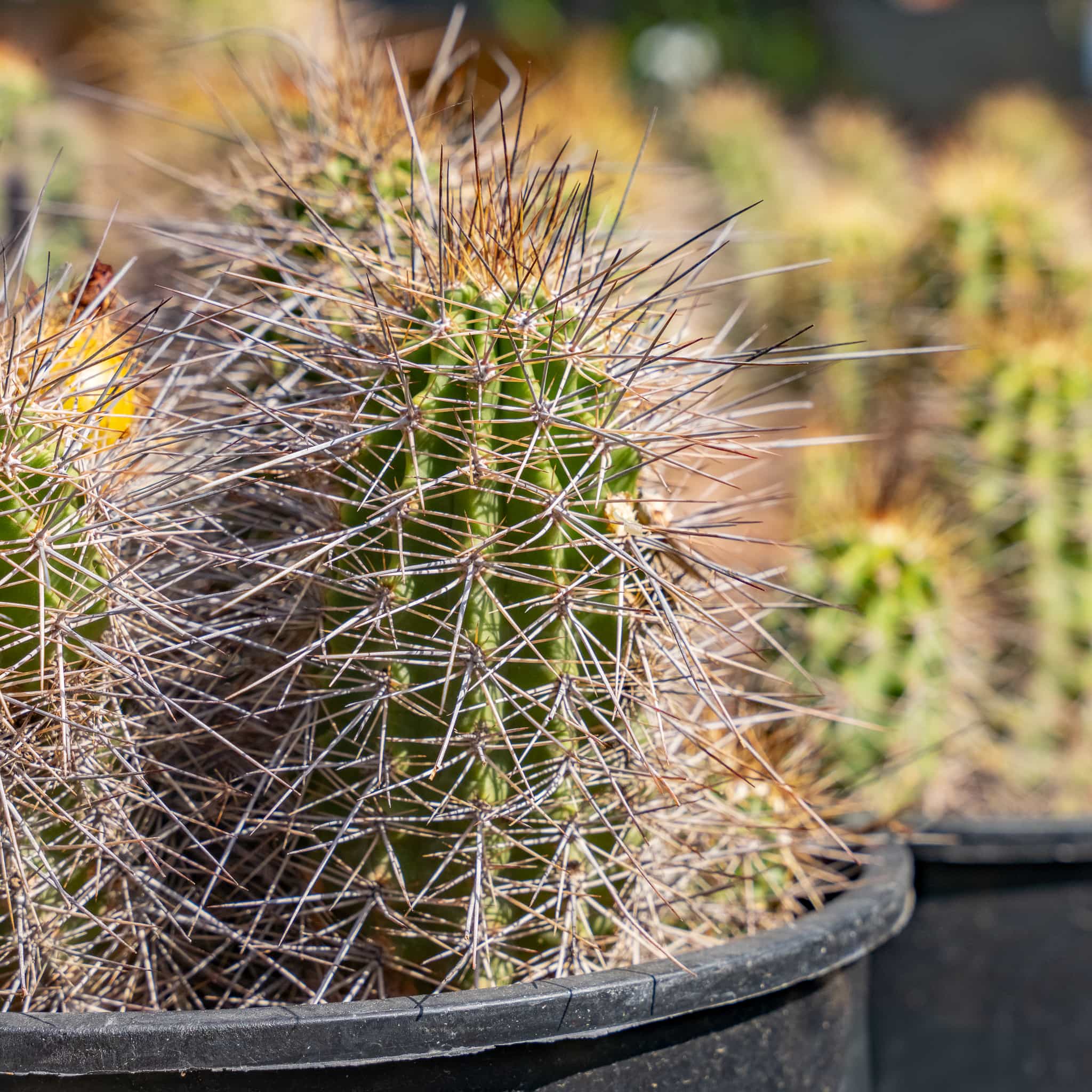 Hedgehog Cactus