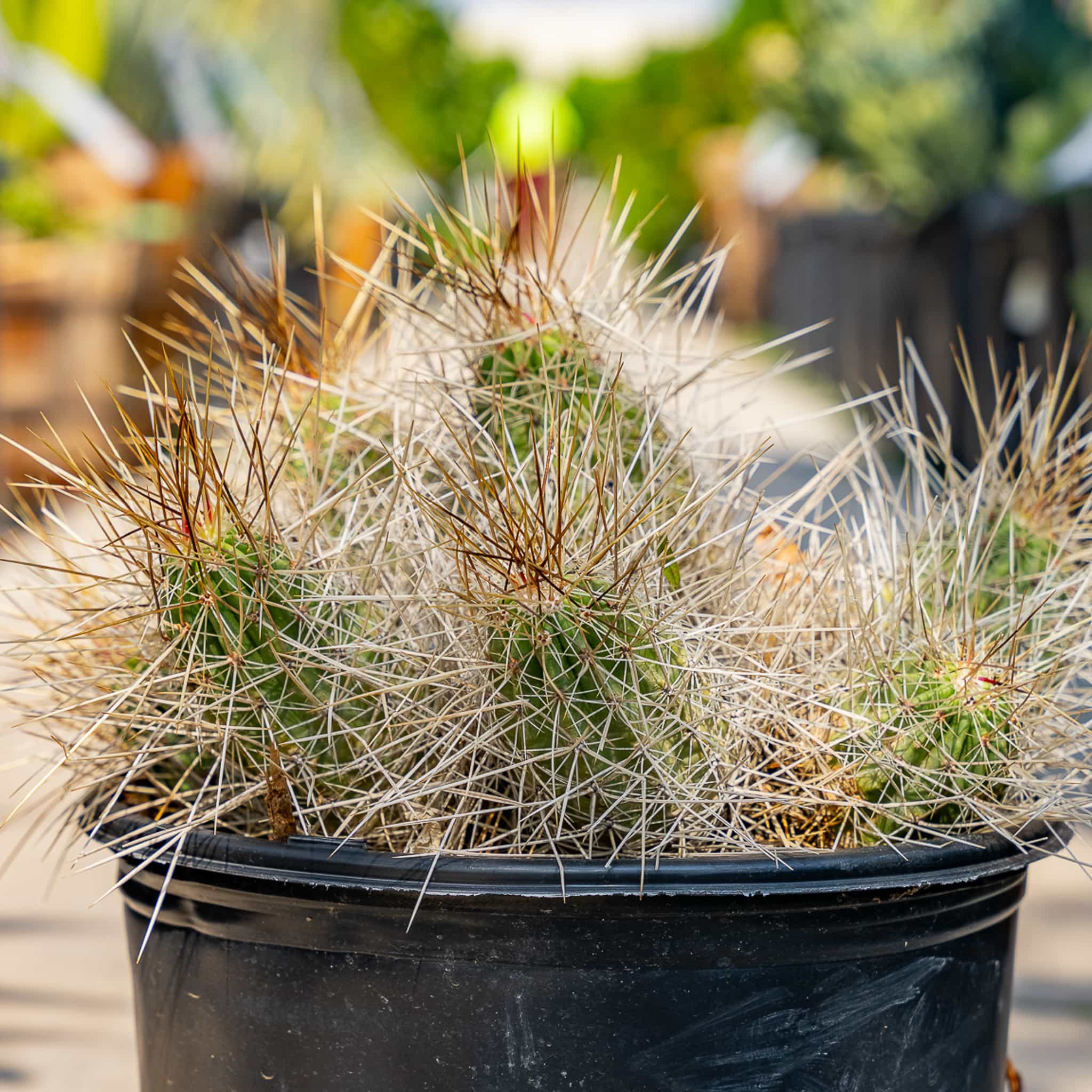 Hedgehog Cactus
