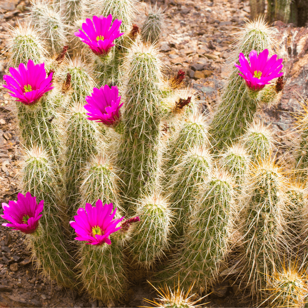 Mature Hedgehog Cactus with Beautiful Pink Blooms