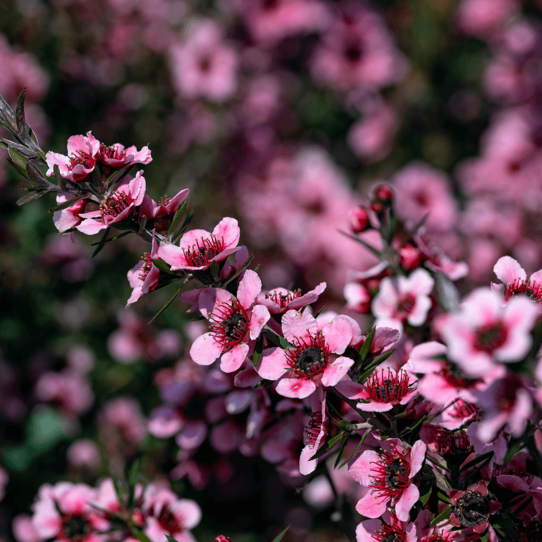 Mature Dense Helene Strybing Tea Tree with Vibrant Pink Flowers