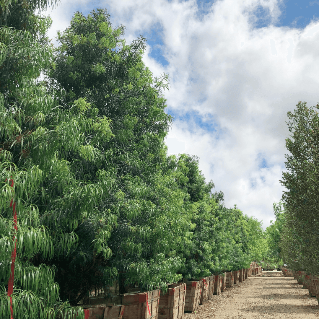 Henkelii Podocarpus Hedges