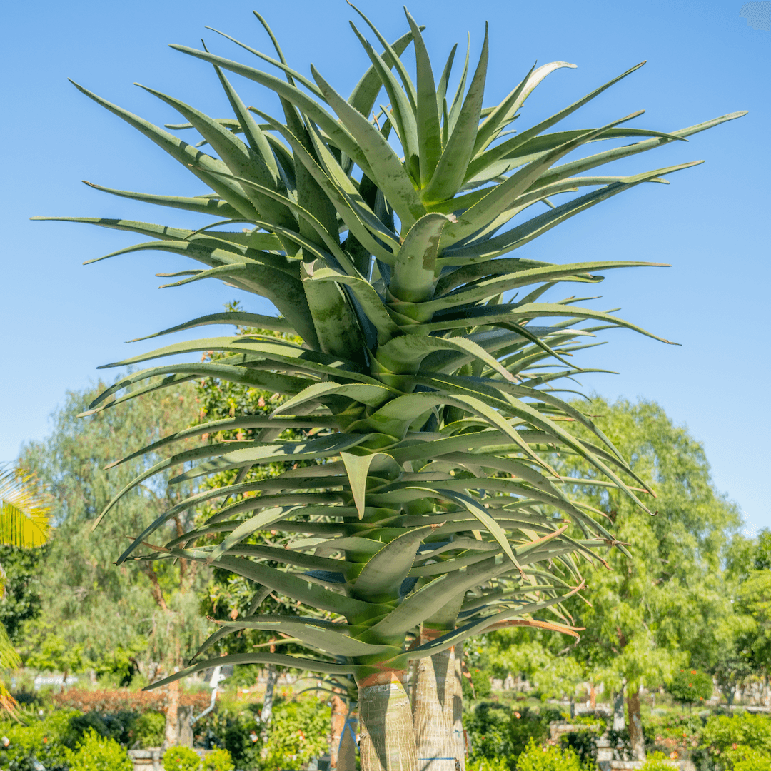 Hercules Aloe