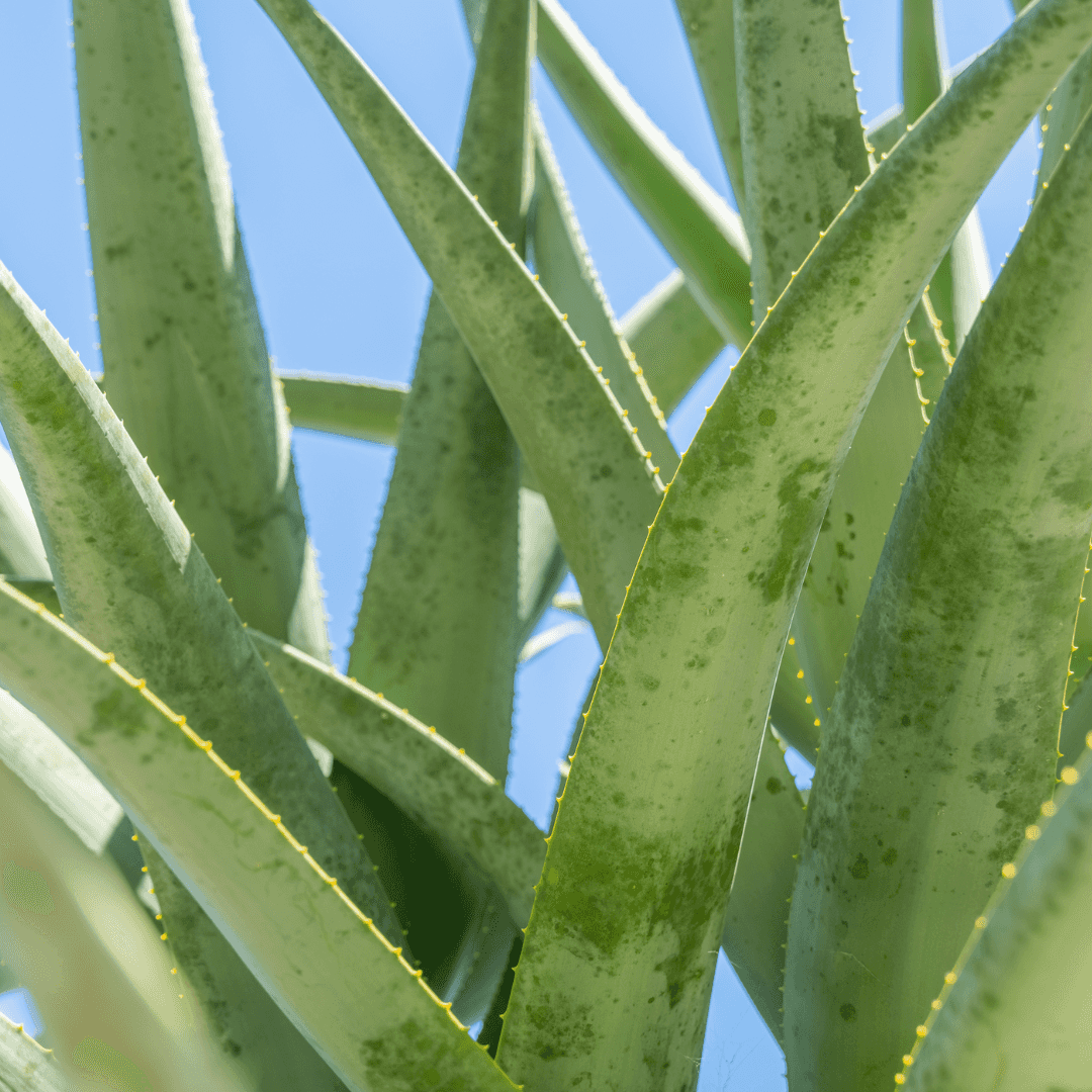 Hercules Aloe Close Up