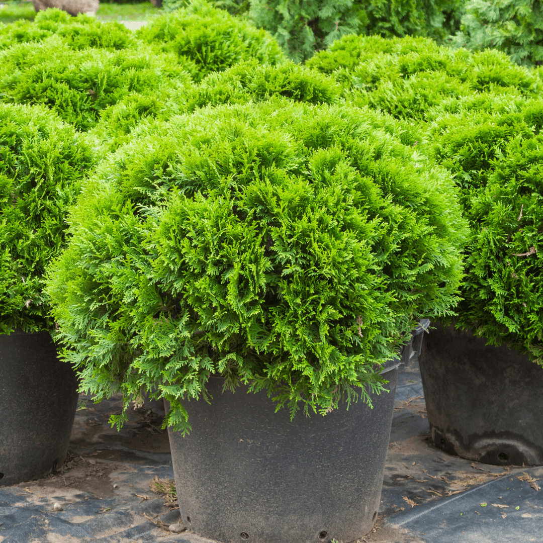 Dense Green Hetz Midget Arborvitae Plant in Nursery Aisle
