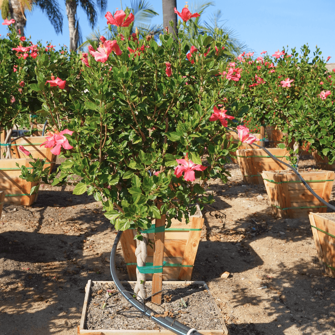Hibiscus Tree