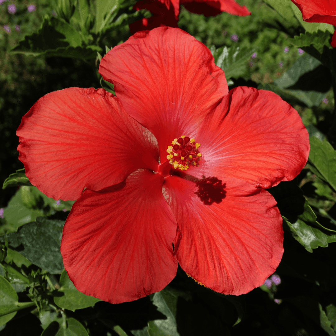 Single Beautiful Blooming Hibiscus Flower