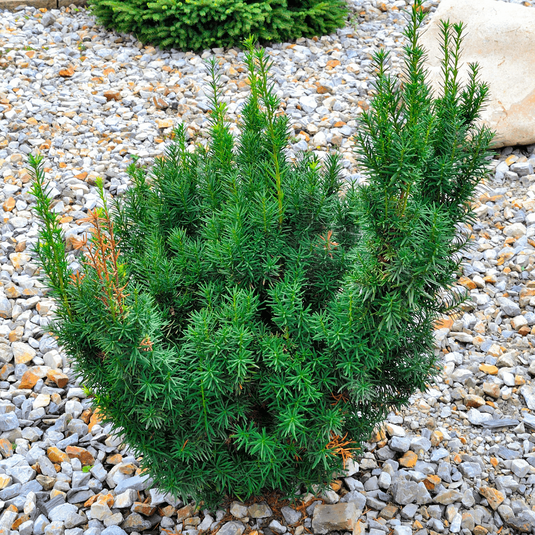 Single Hicks Yew Plant In Yard Planted