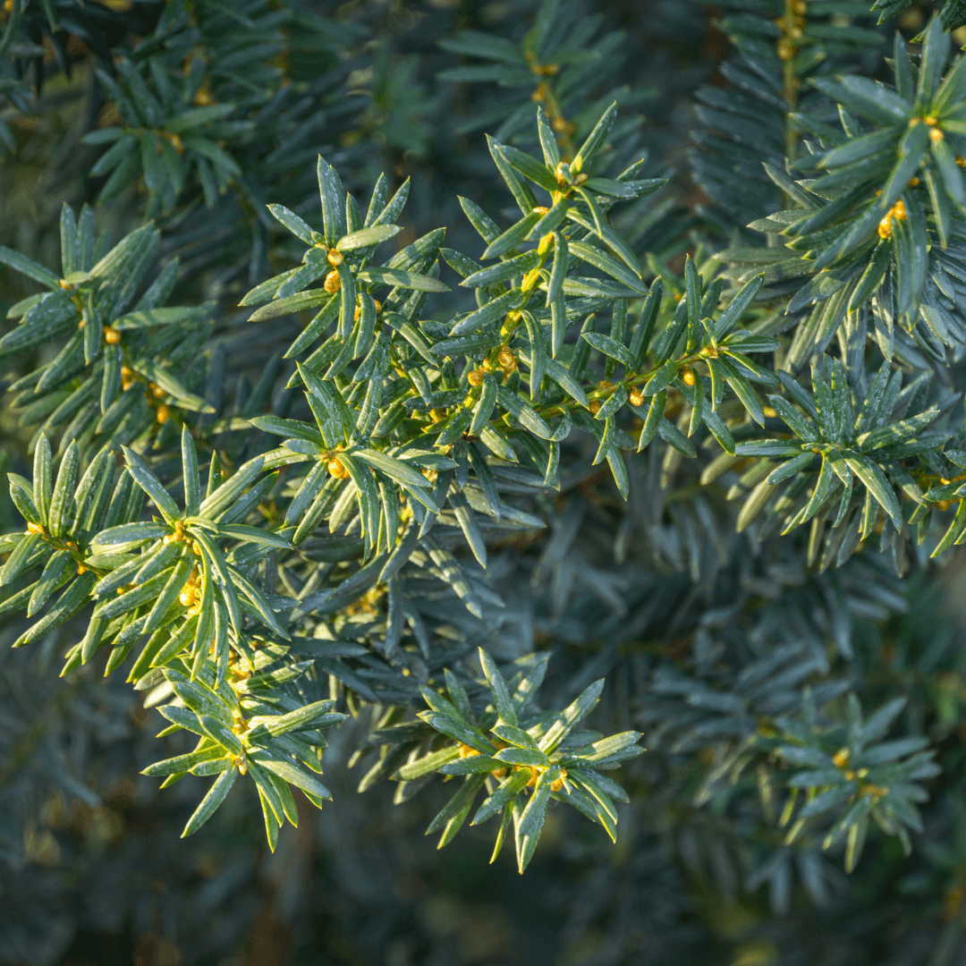 Mature Dense Hill's Yew Plant Planted