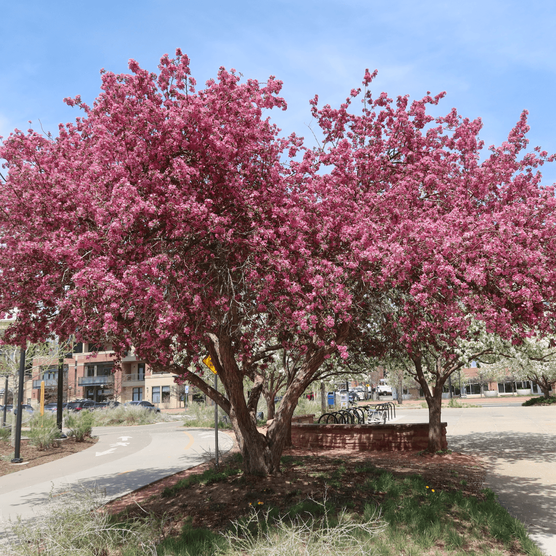 Mature Blooming Himalayan Birch Tree With Pink Flowers
