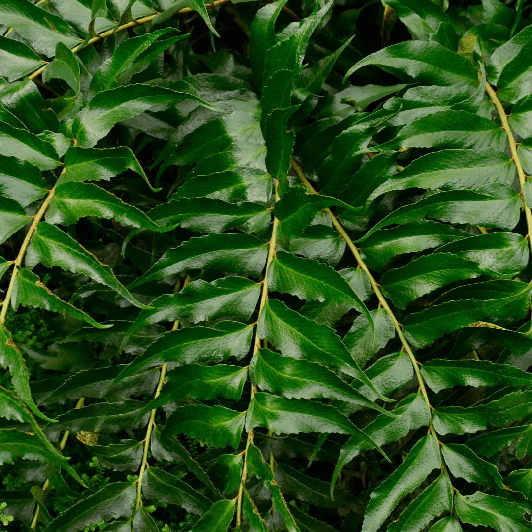 Beautiful Lush Green Holly Fern Plant 