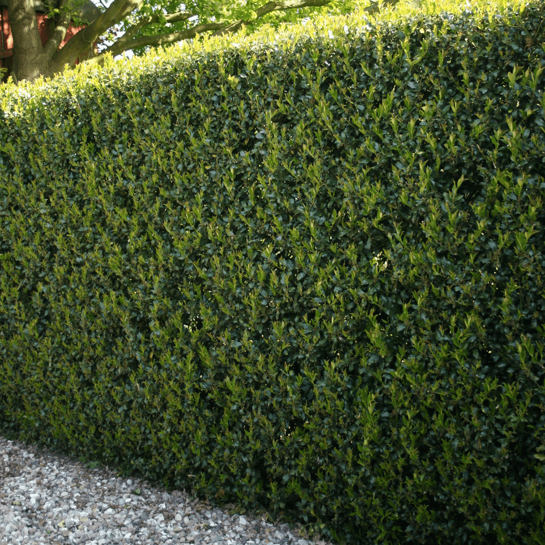 Mature Dense Pride of Houston Youpon Holly Hedge Planted in a Row