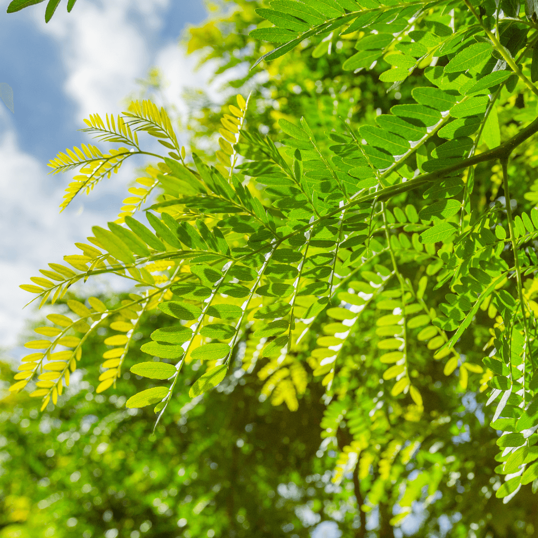 Honey Locust | Fast Growers | Moon Valley Nurseries