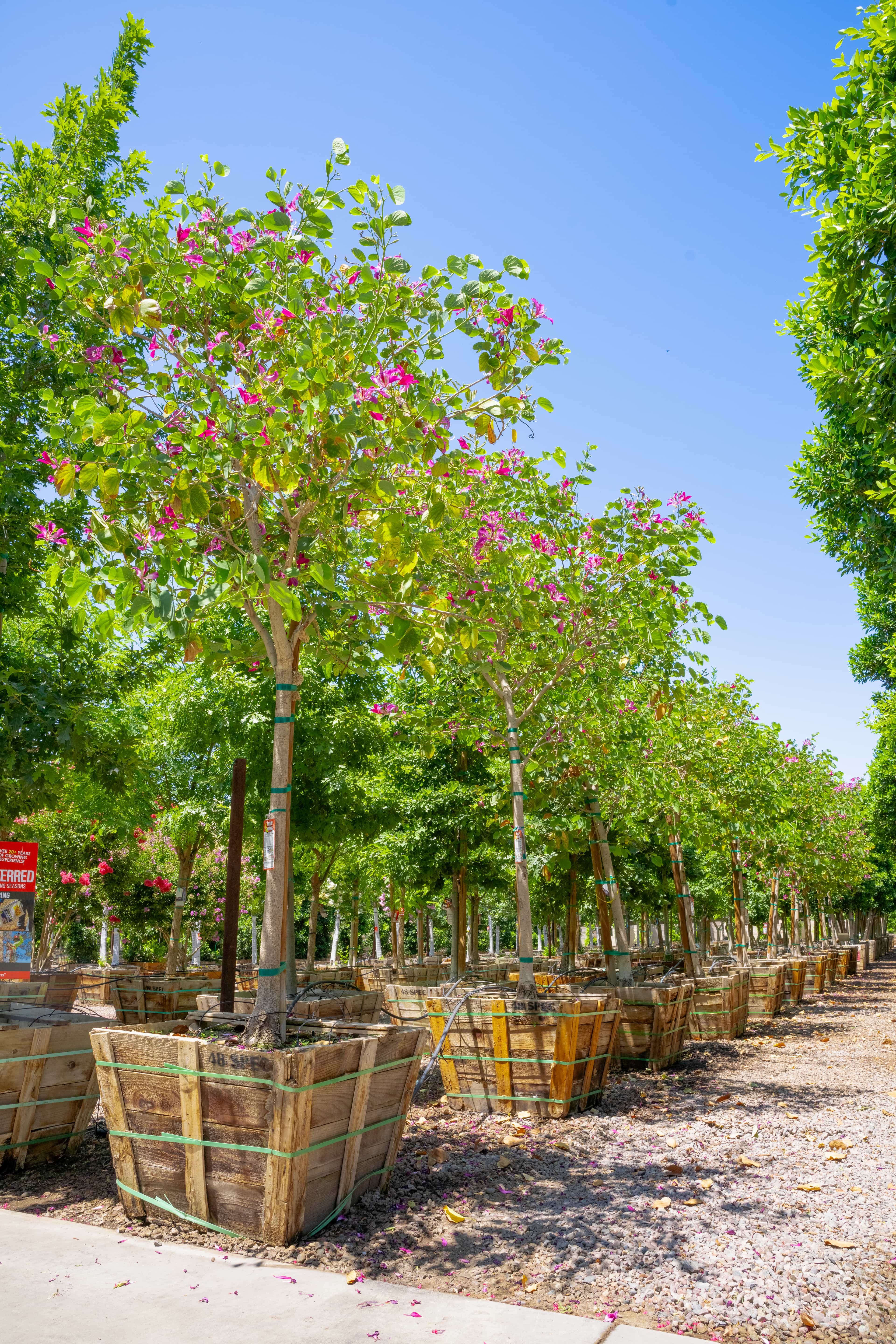 Beautiful Blooming Hong Kong Orchid Trees