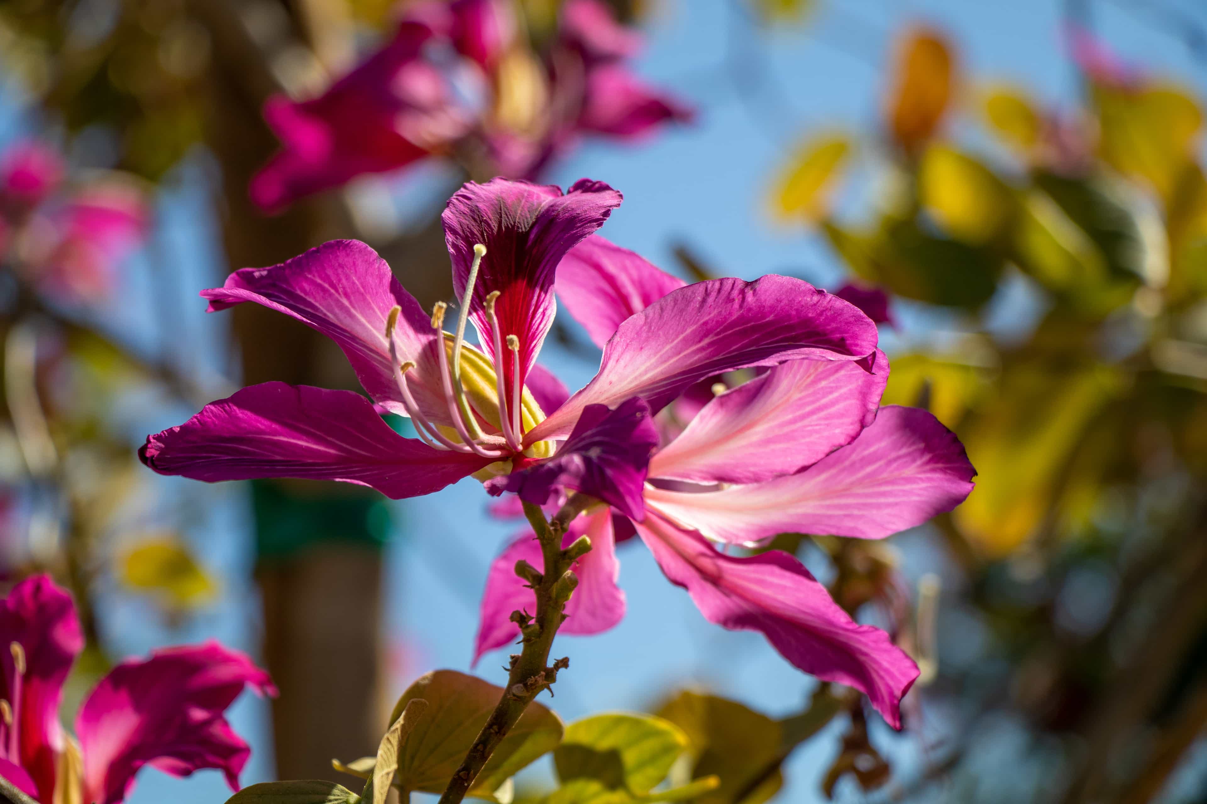 Beautiful Blooming Hong Kong Orchid Tree