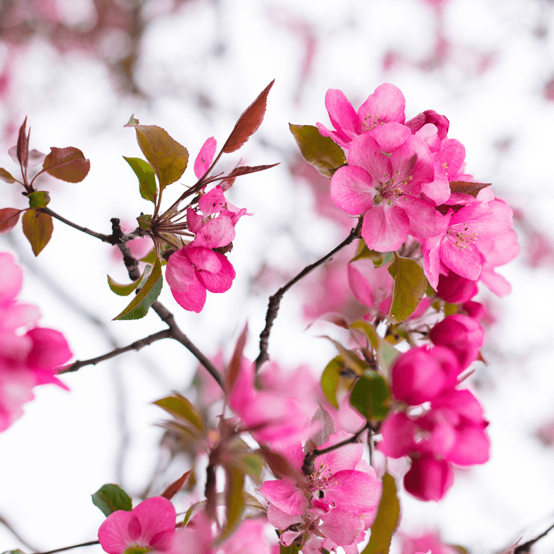 Beautiful Blooming Hopa Crabapple Tree with Pink Flowers