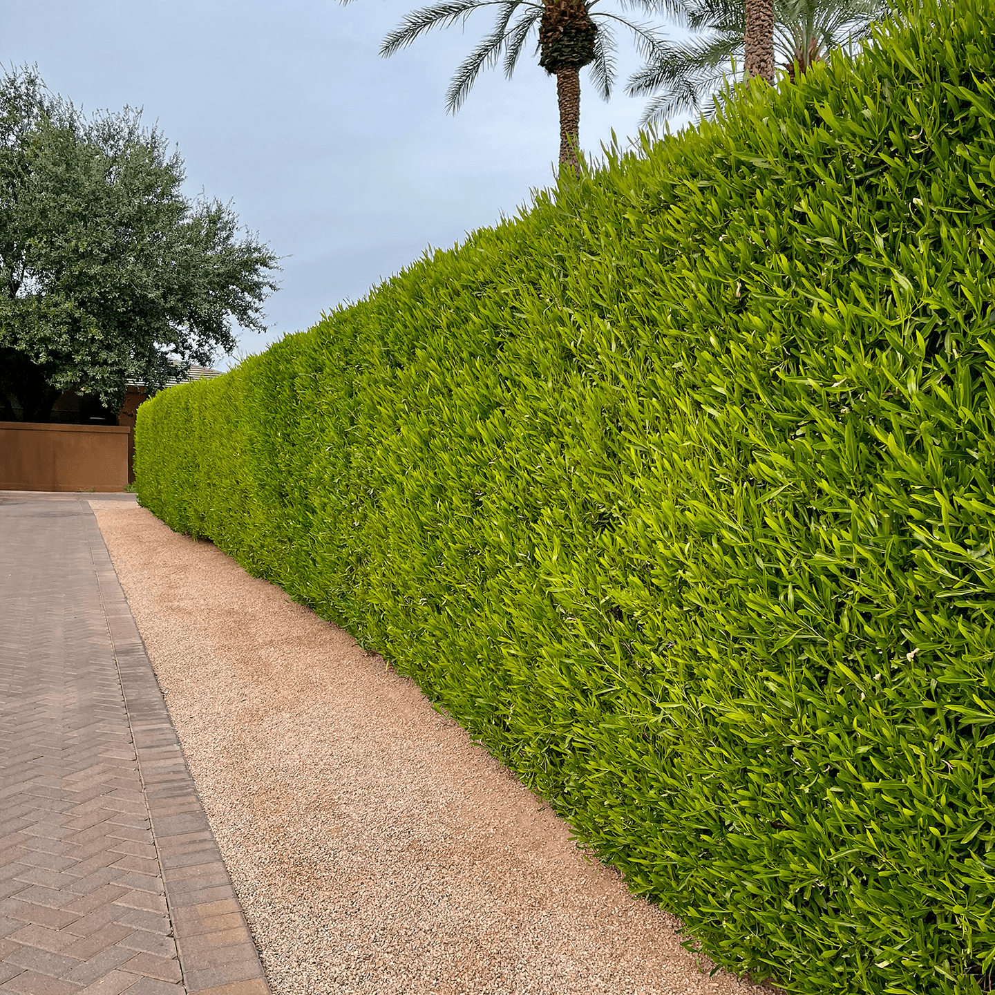 Green Hopseed | Shrubs | Moon Valley Nurseries