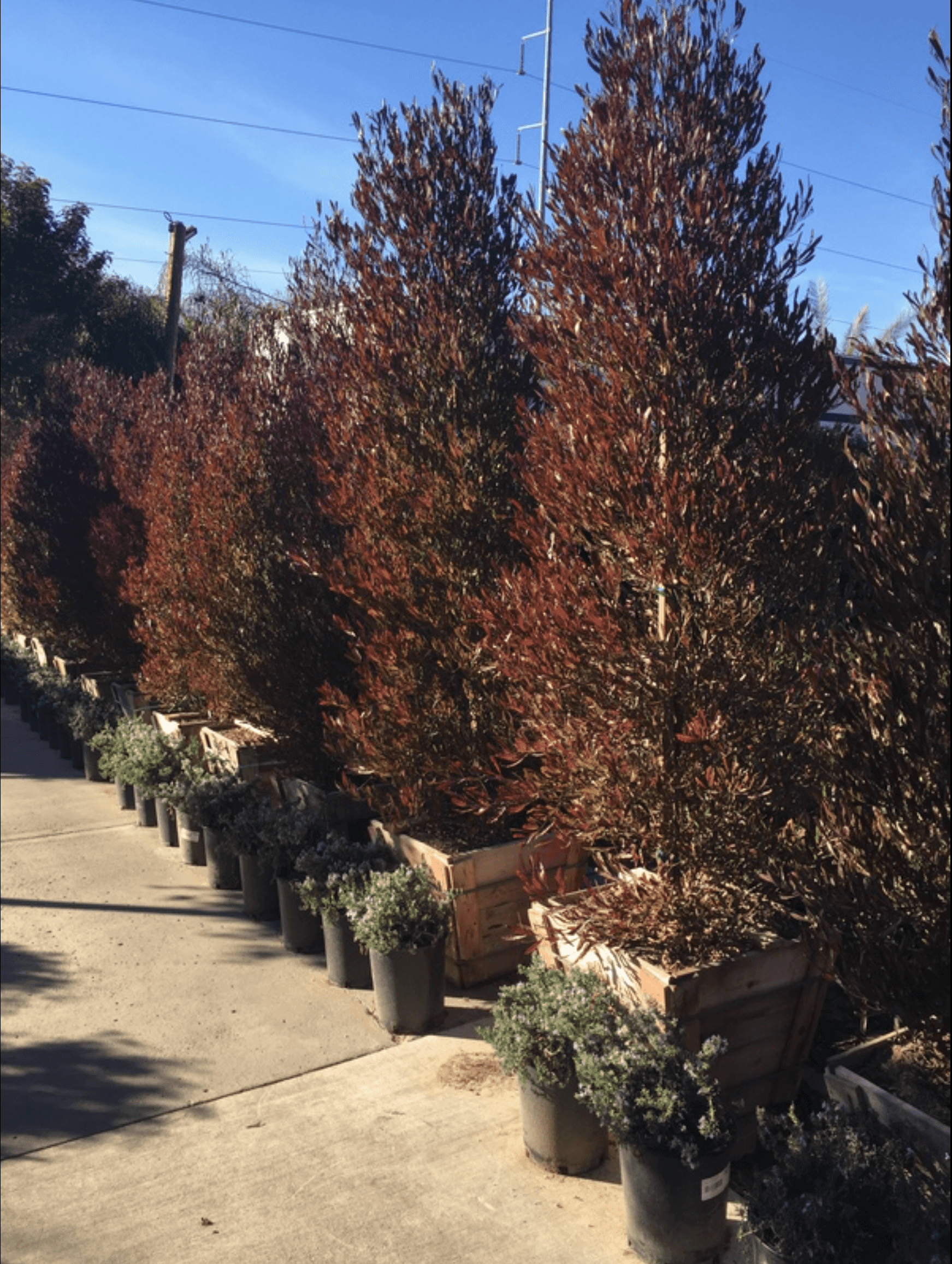 Beautiful Mature Purple Hopseed Hedge in a row at Nursery