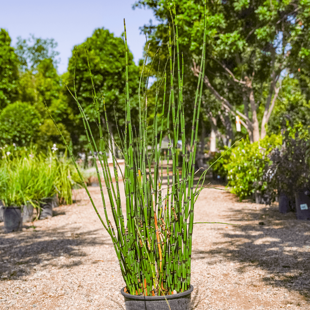 Green Horsetail Reed