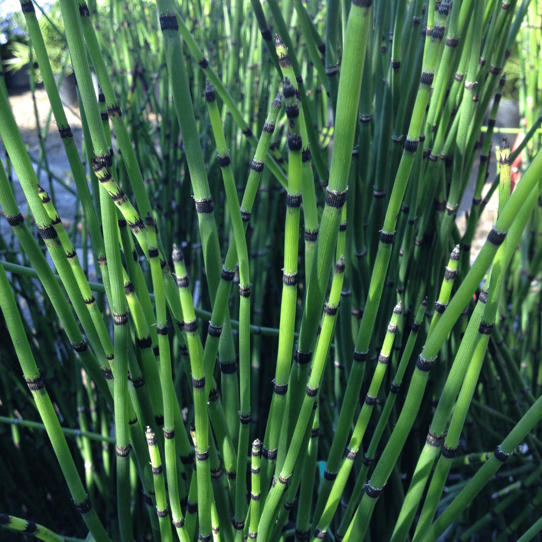Dense Green Horsetail Reed