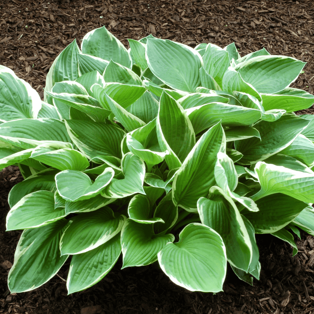 Single Planted Hosta Plant with Unique Foliage Color