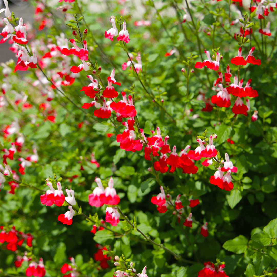 Beautiful Mature Hot Lips Salvia Plant with Vibrant Colored Flowers 