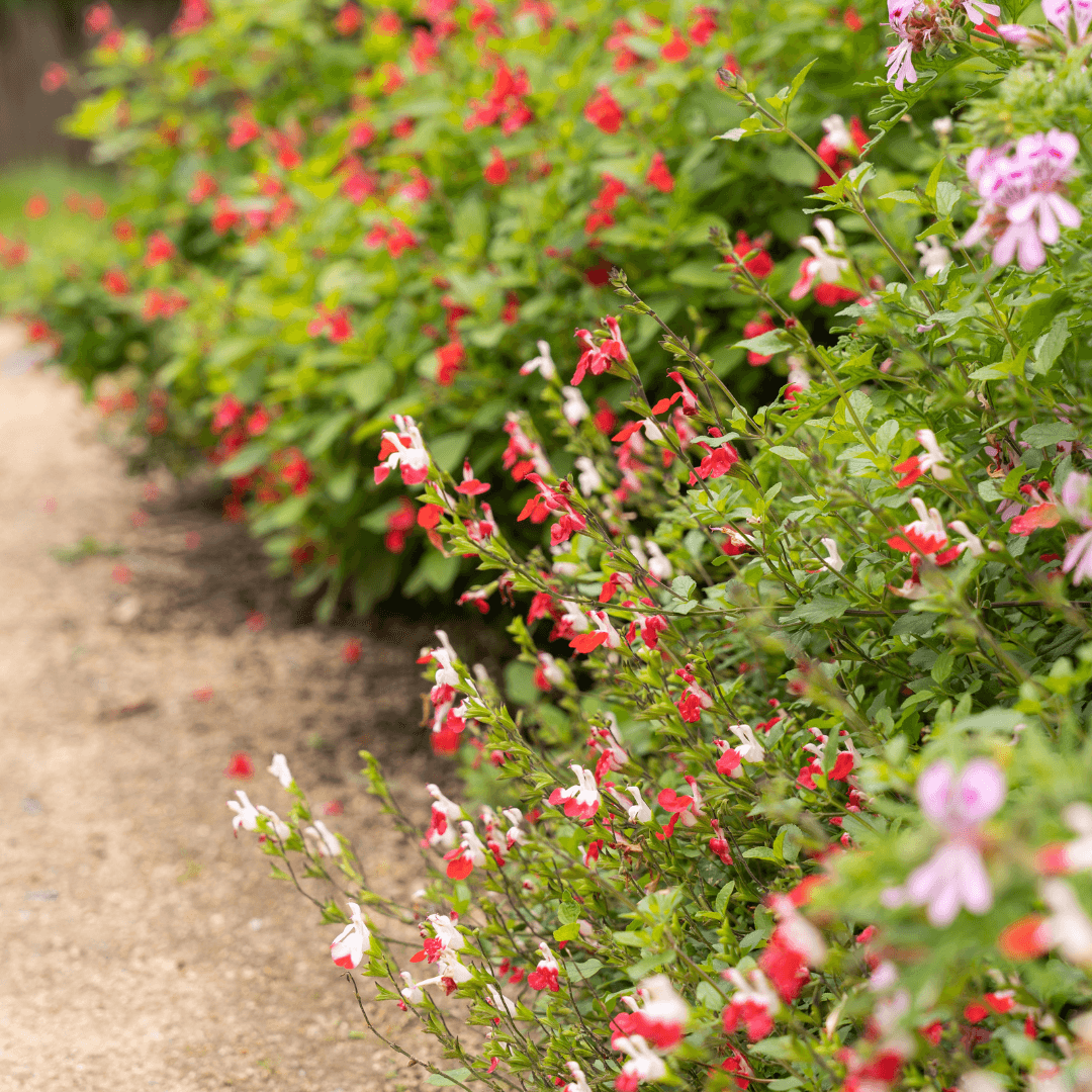 Beautiful Mature Hot Lips Salvia Plant with Vibrant Colored Flowers 