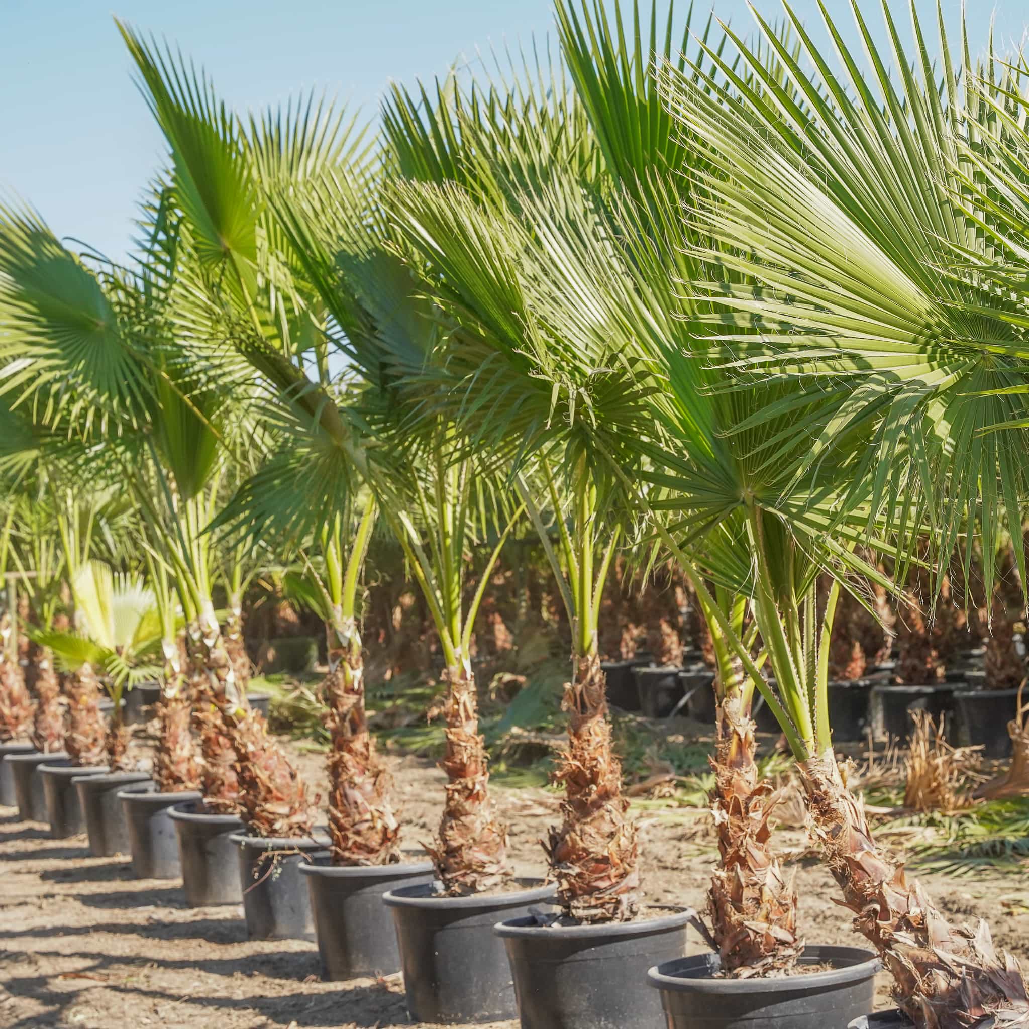 Hybrid Fan Palm
