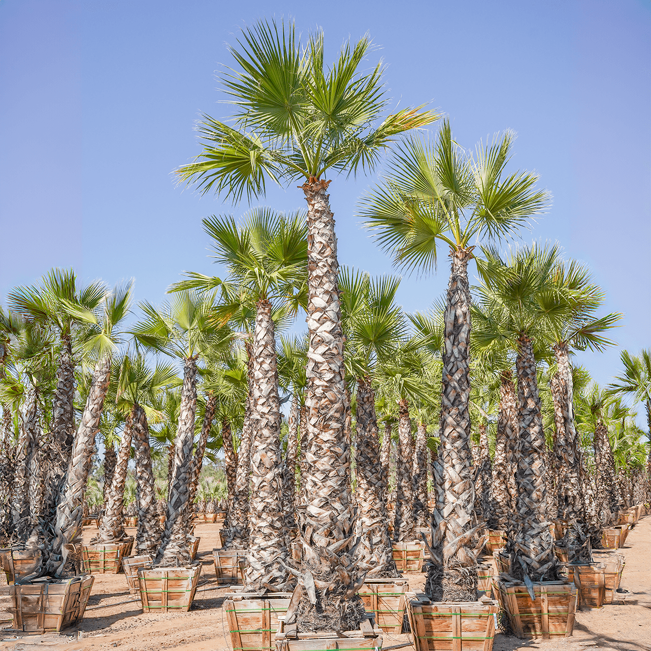 Hybrid Fan Palm