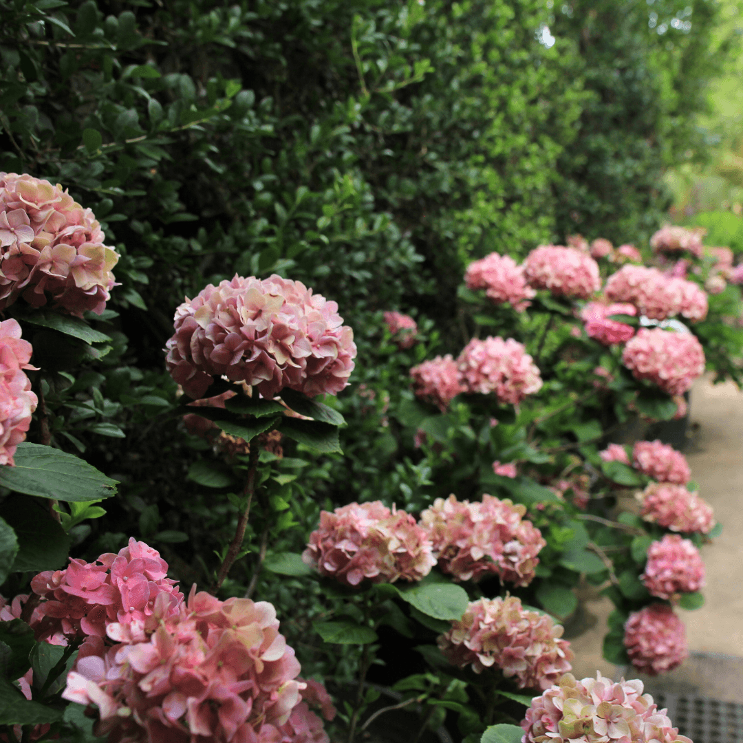 Hydrangea