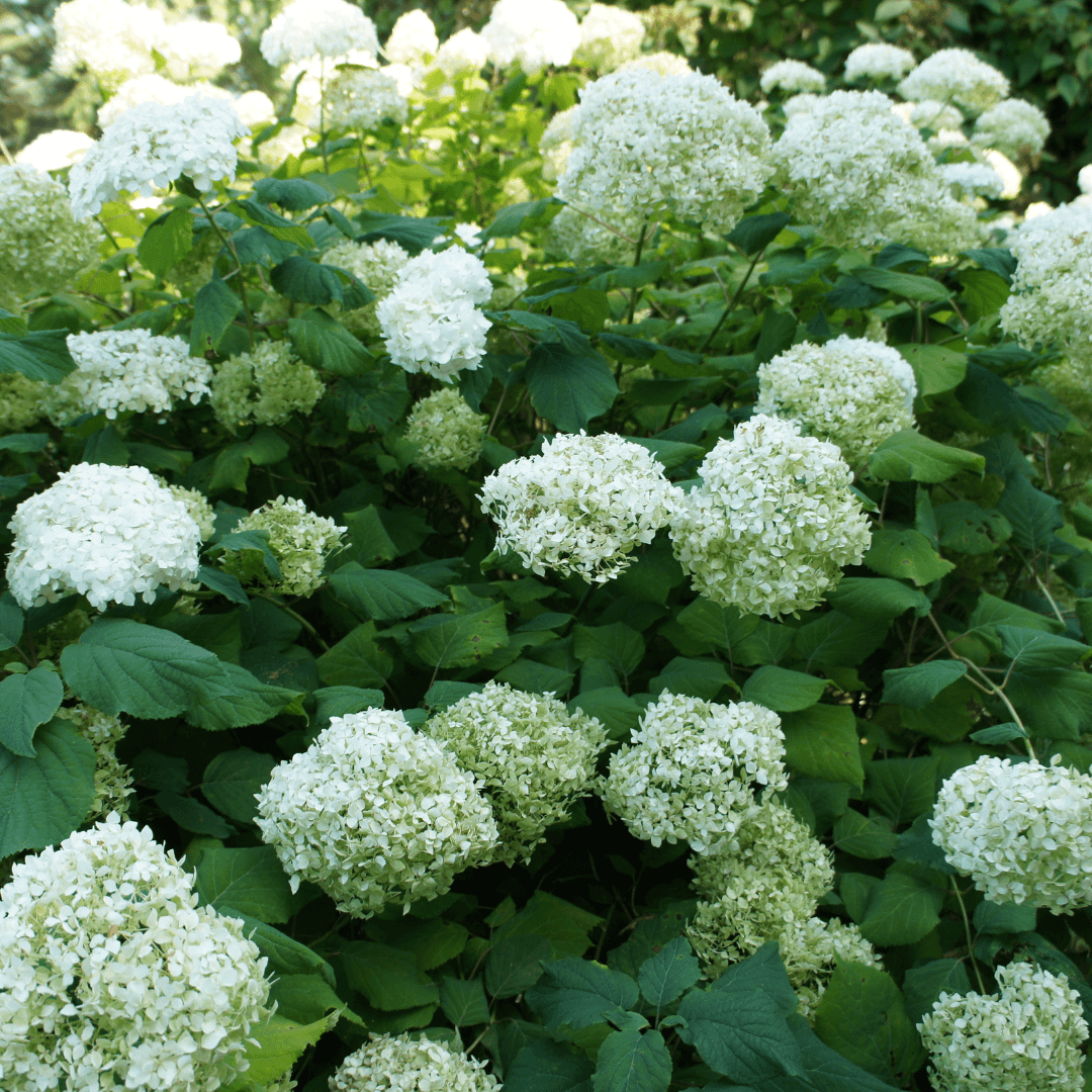 Beautiful Blooming Hydrangea Plant with White Flowers