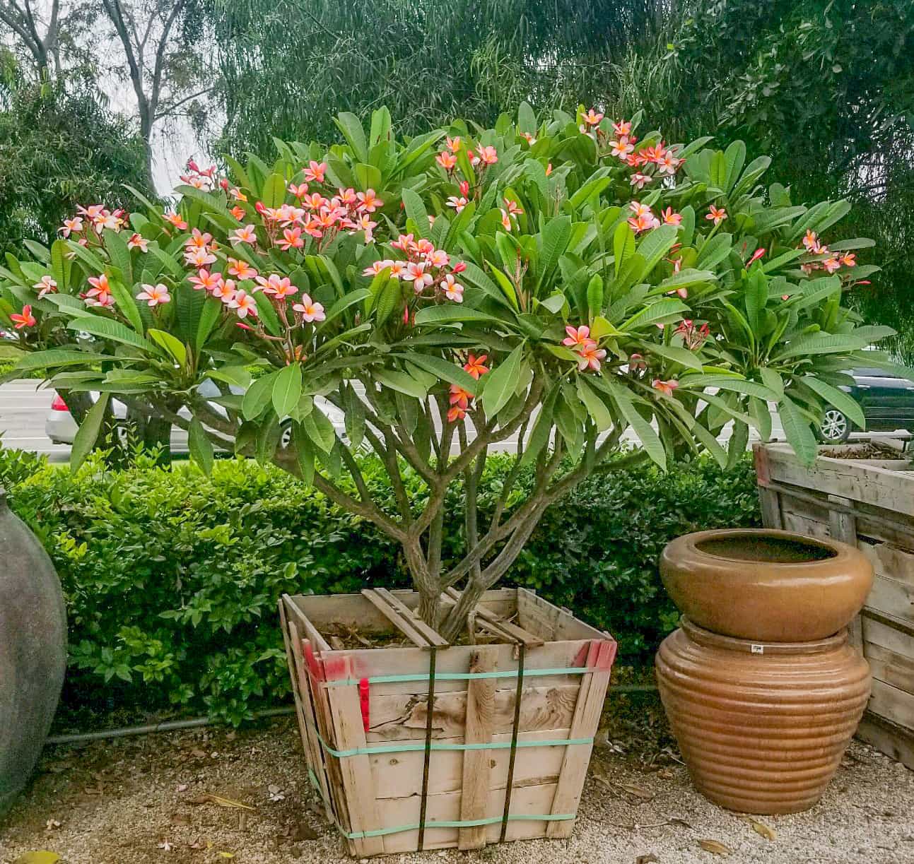 Plumeria
