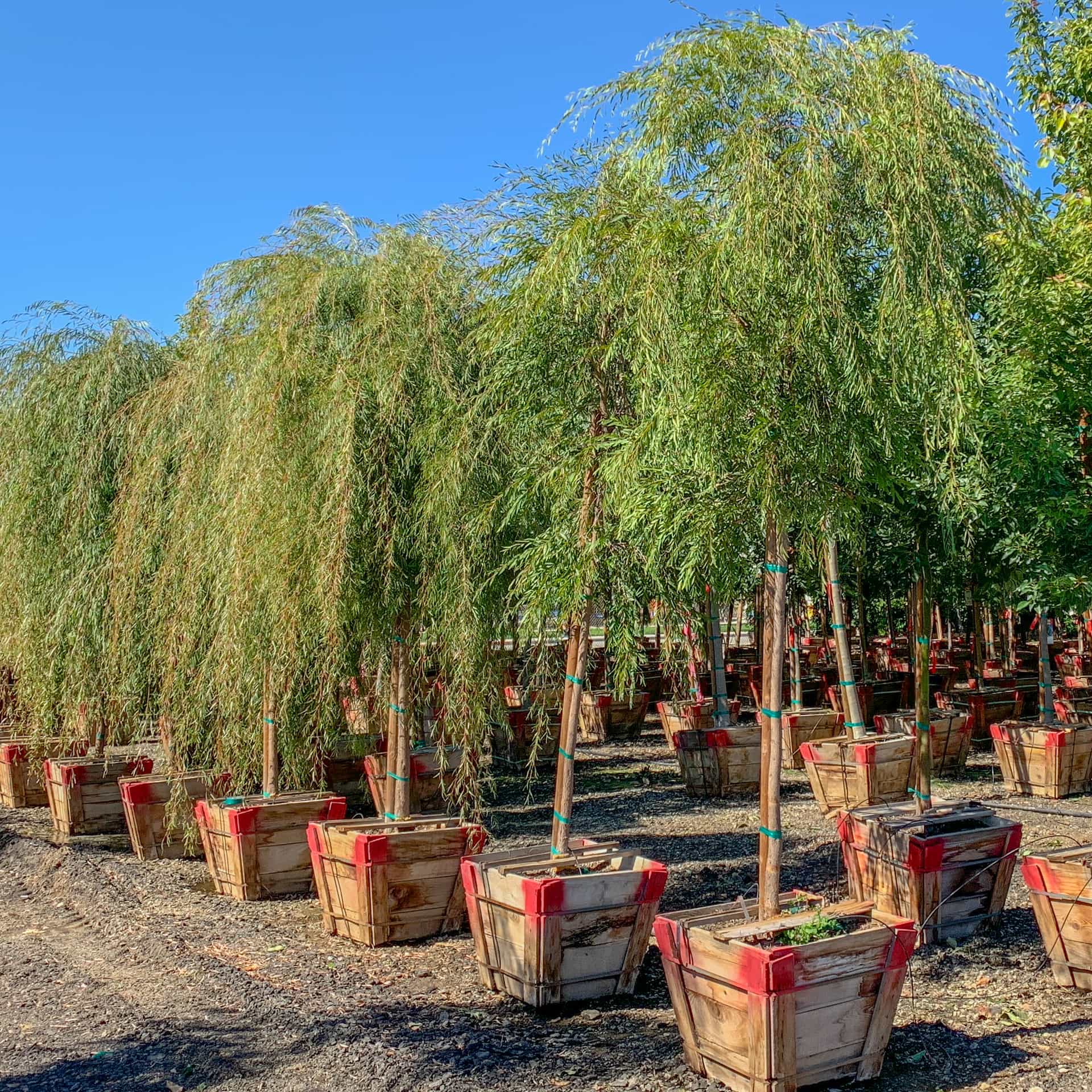 Peppermint Willow