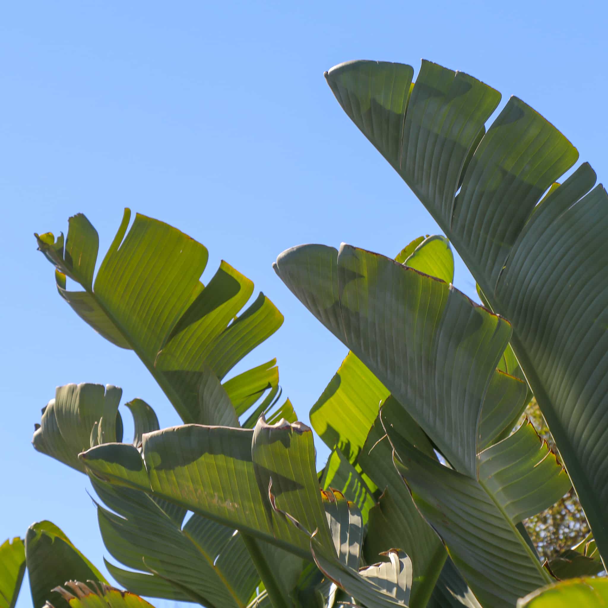 Giant Bird of Paradise