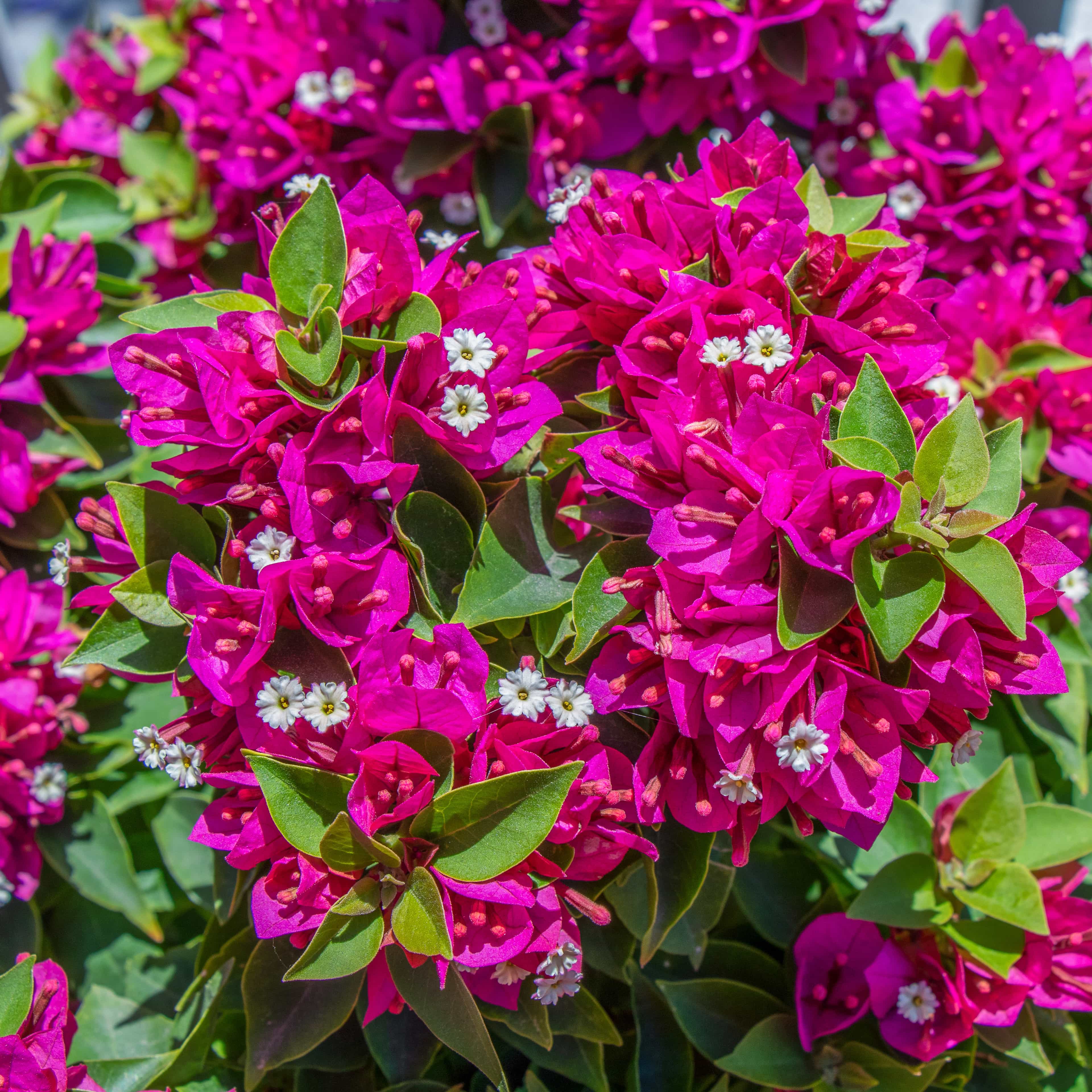 Bougainvillea