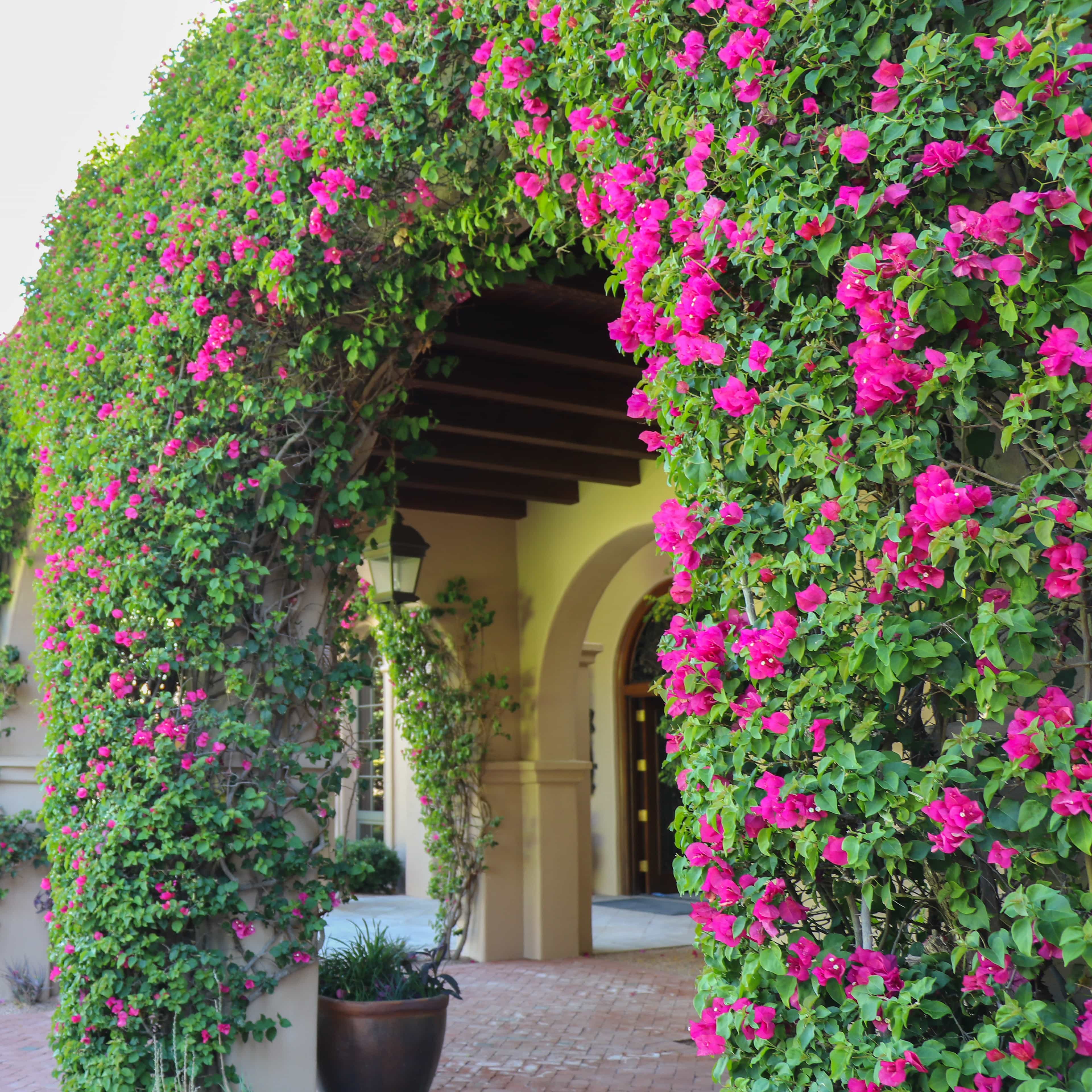 Bougainvillea