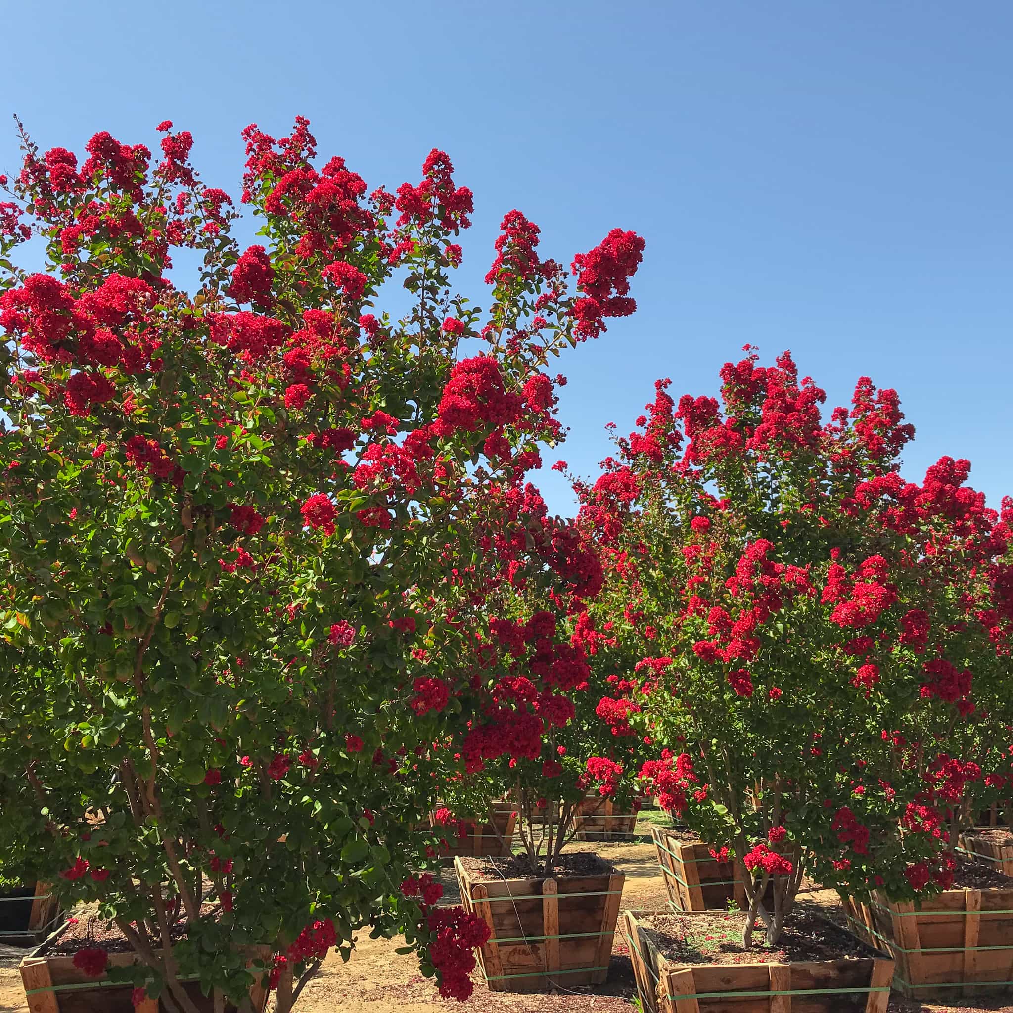 Country Red Crape Myrtle row