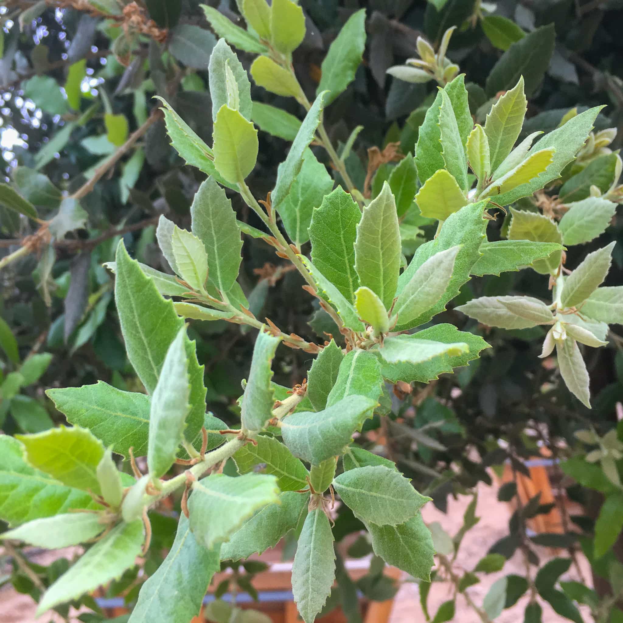 Coastal Live Oak close up on leaves