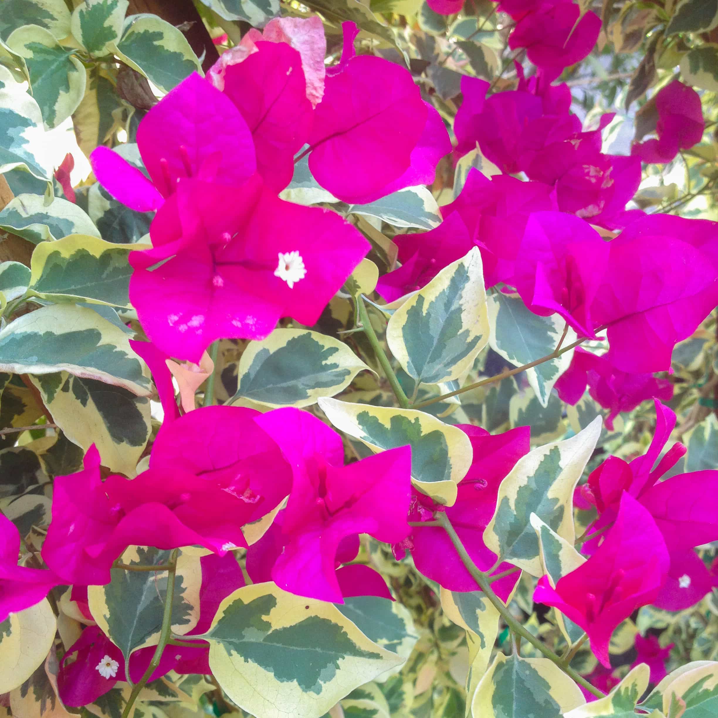 BOUGAINVILLEA RASPBERRY ICE
