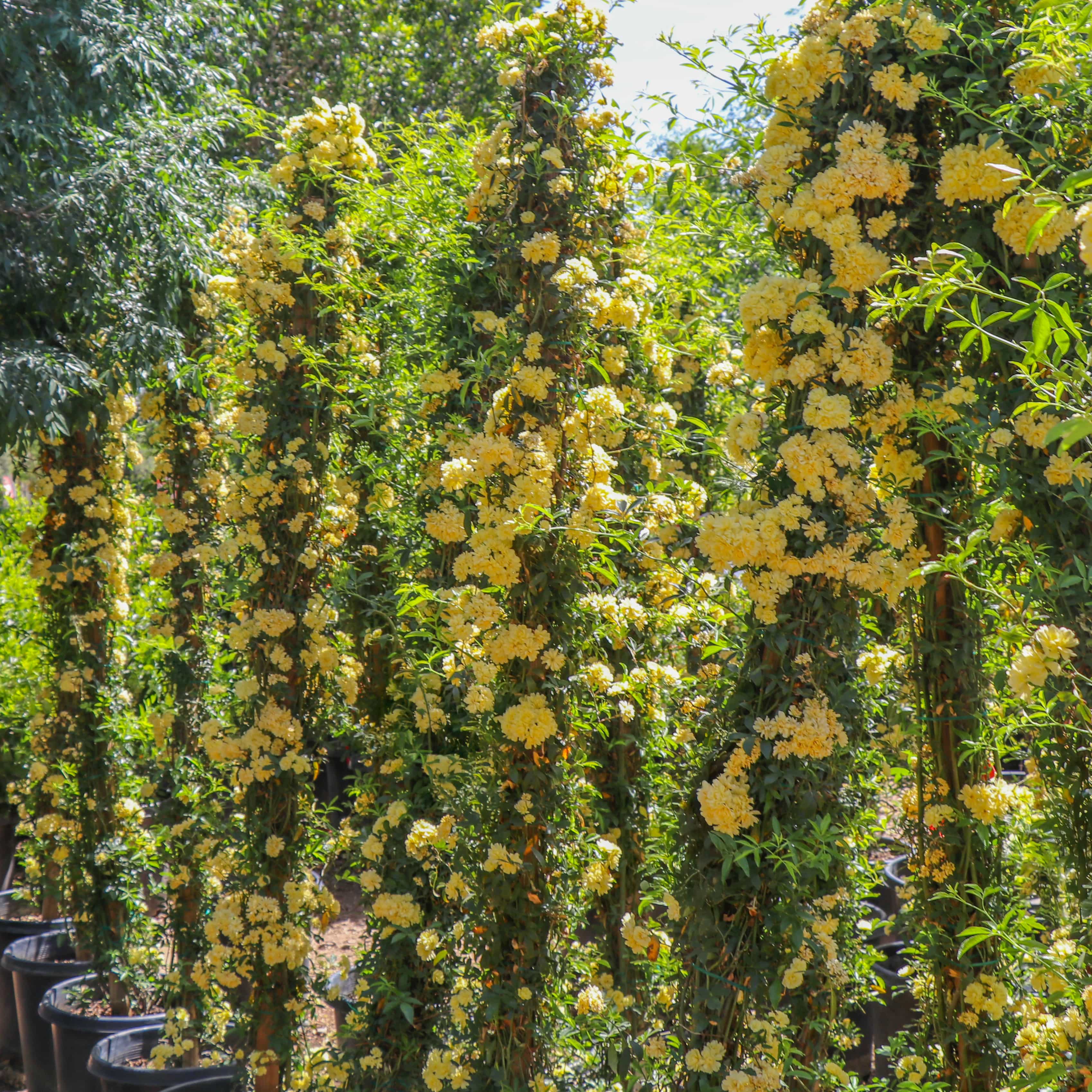 Yellow Lady Banks rose