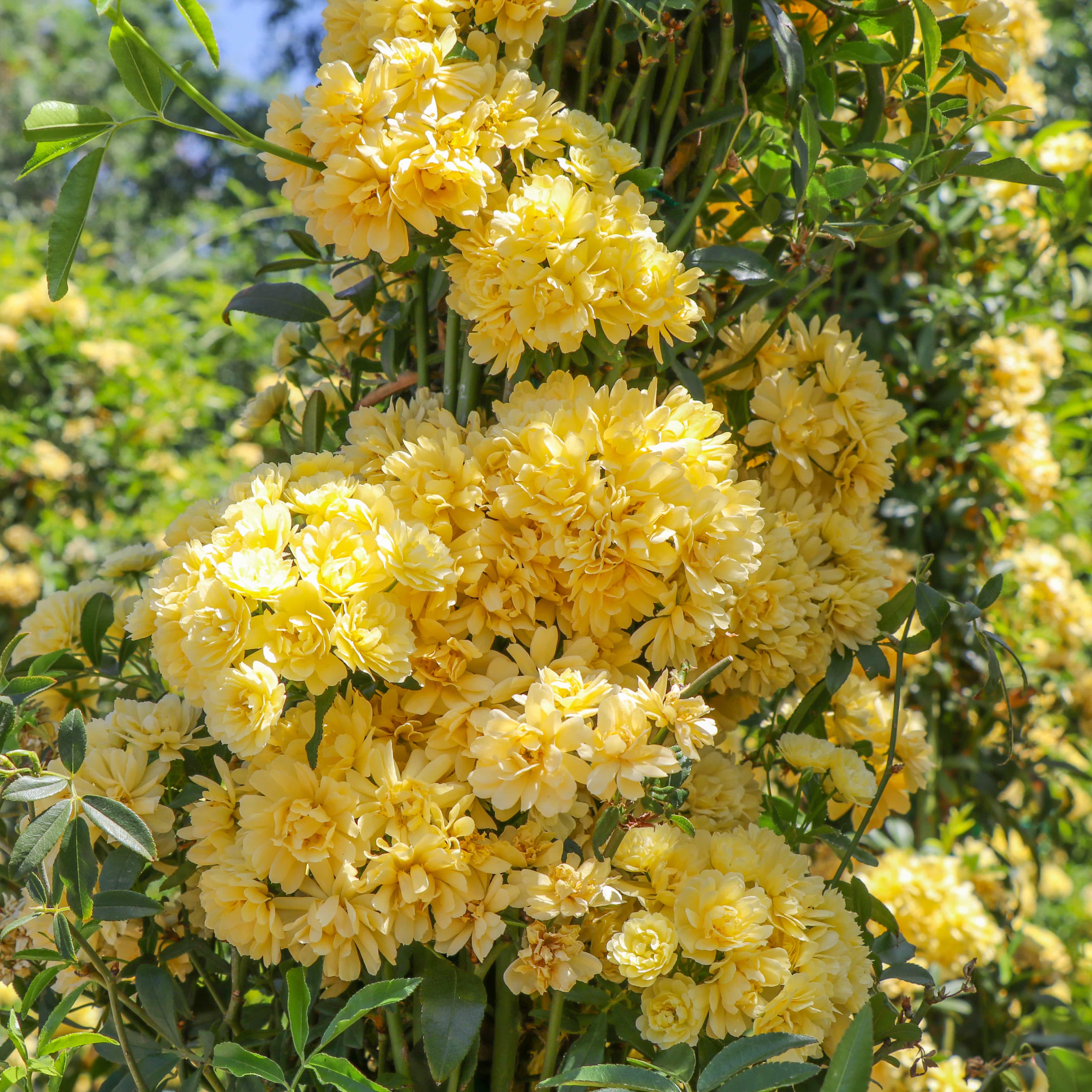 Yellow Lady Banks rose