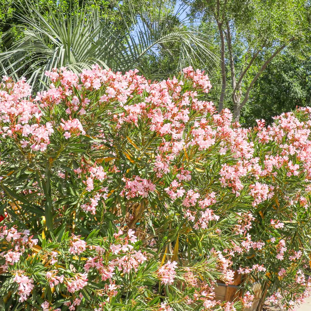 Dwarf Oleander Pink | Shrubs | Moon Valley Nurseries