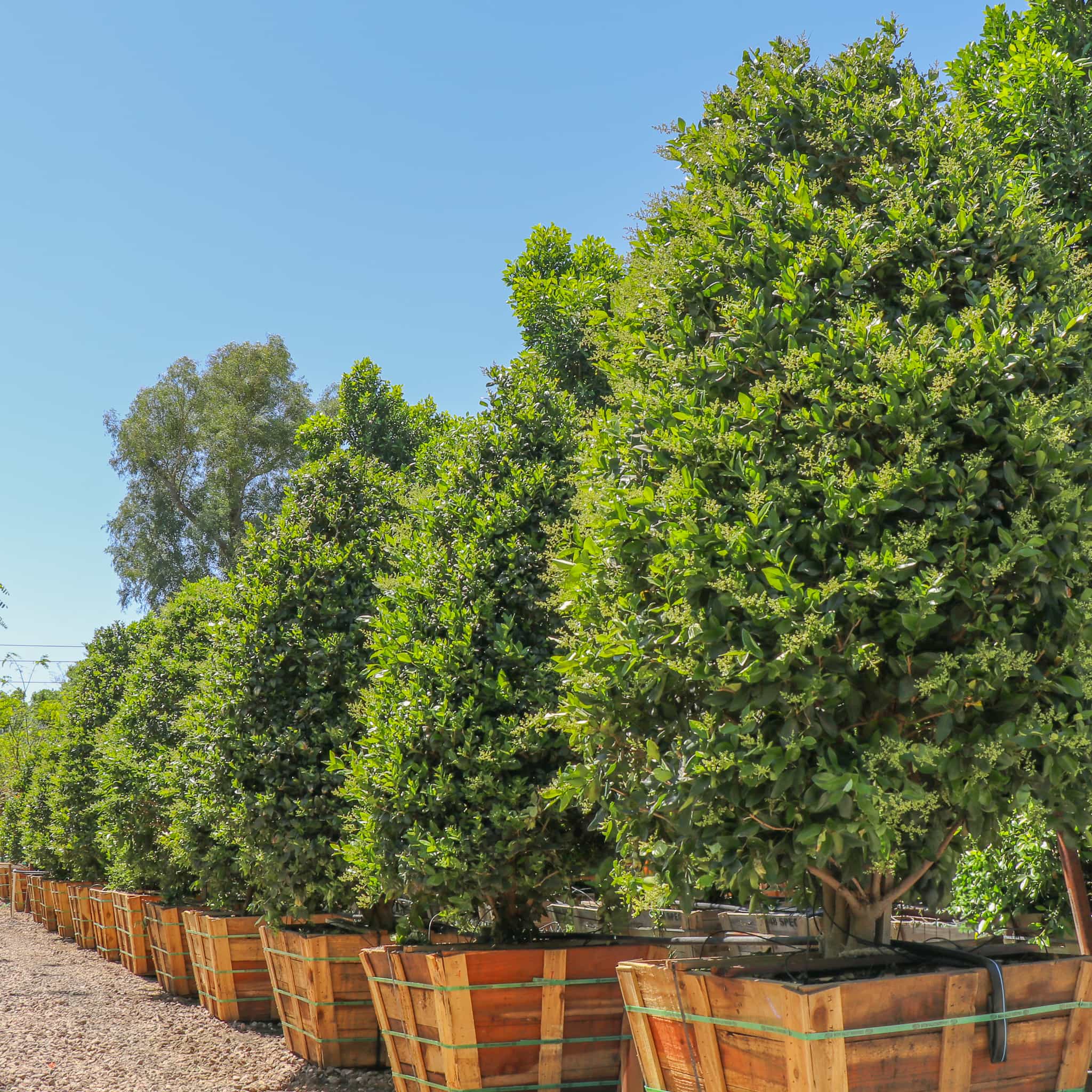 Wax Leaf Privet