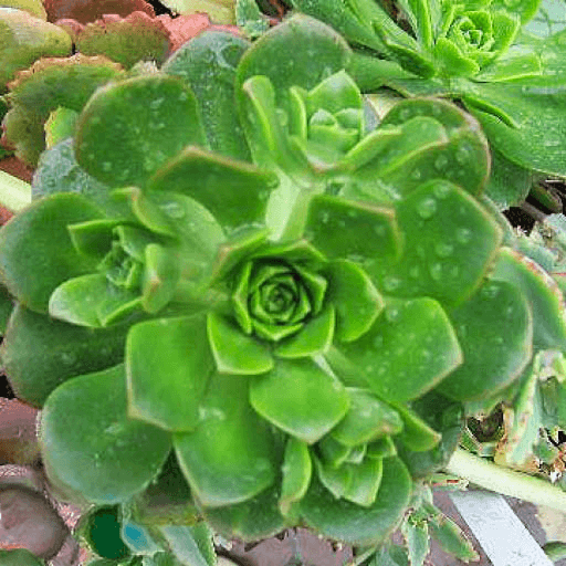 AEONIUM IRISH ROSE