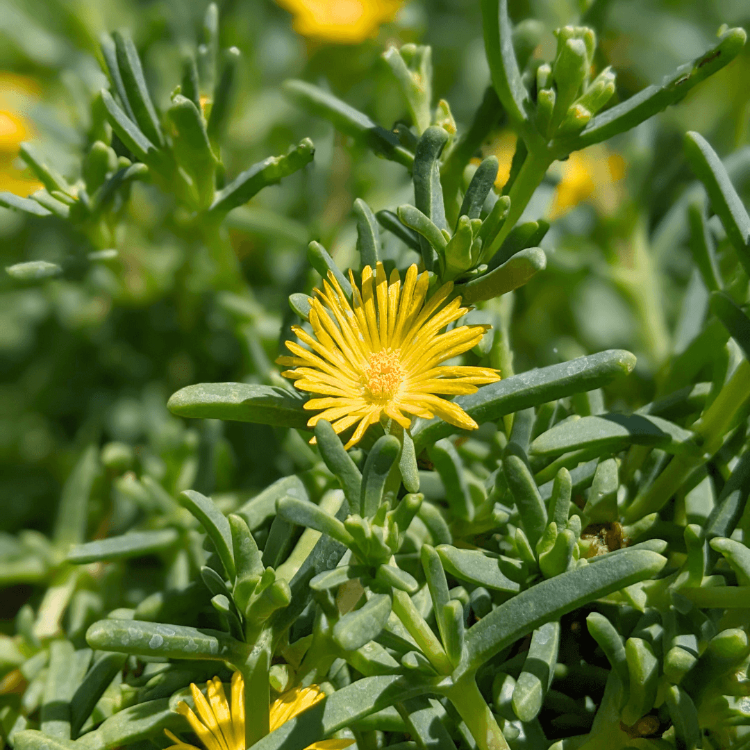 Ice Plant Flower