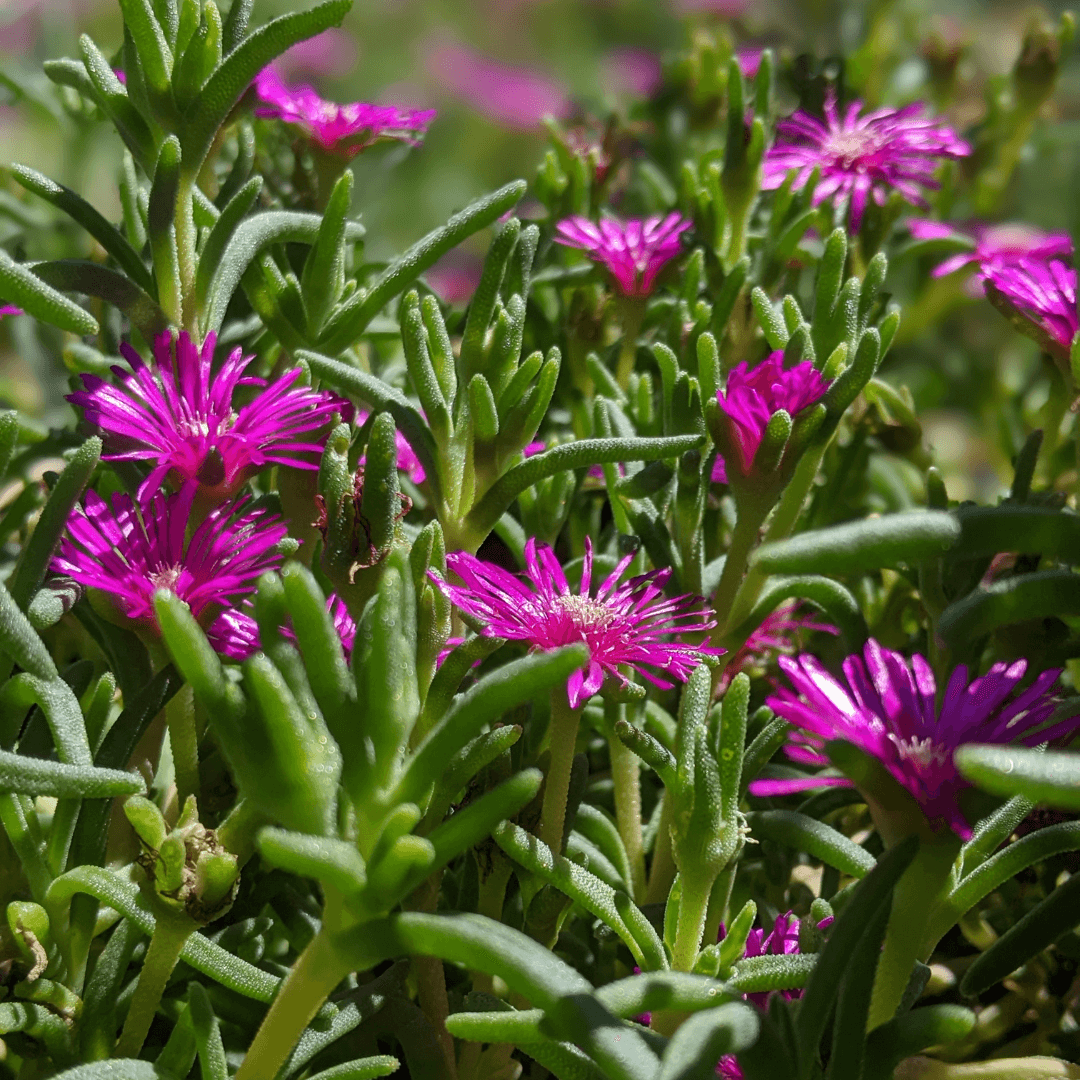Ice Plant Flowers
