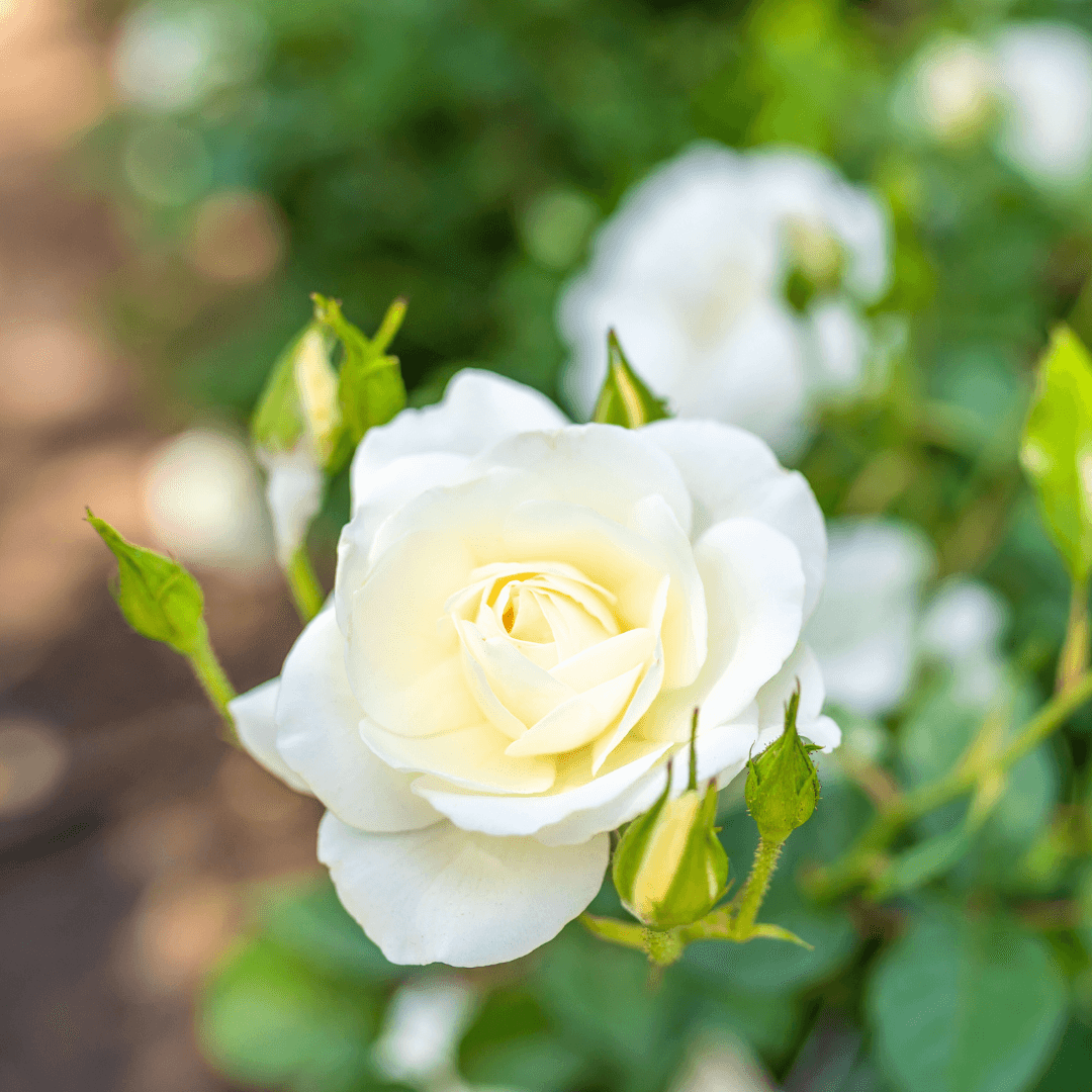 Iceberg Rose Close Up