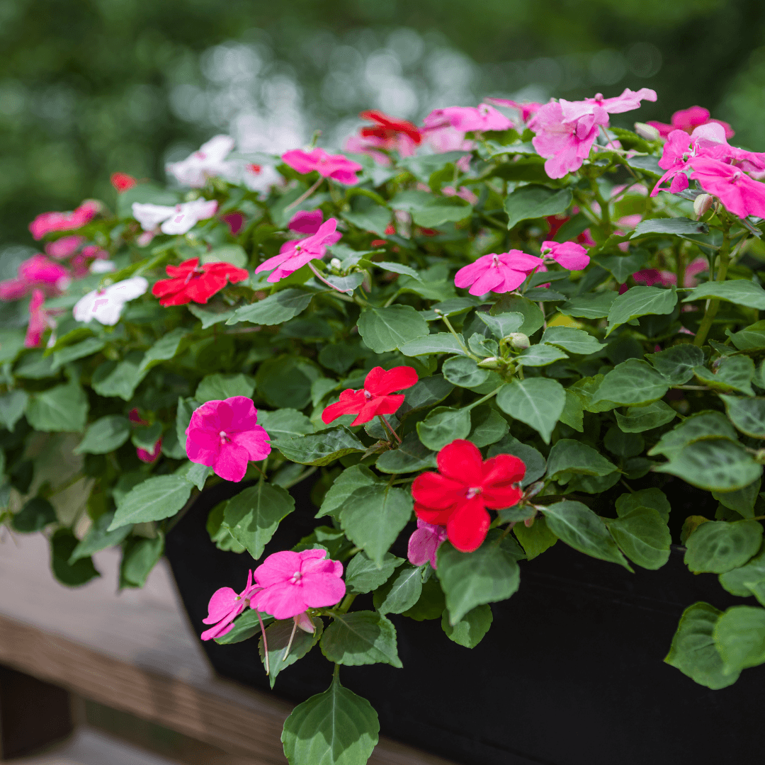 Beautiful Flowering Impatiens Potted